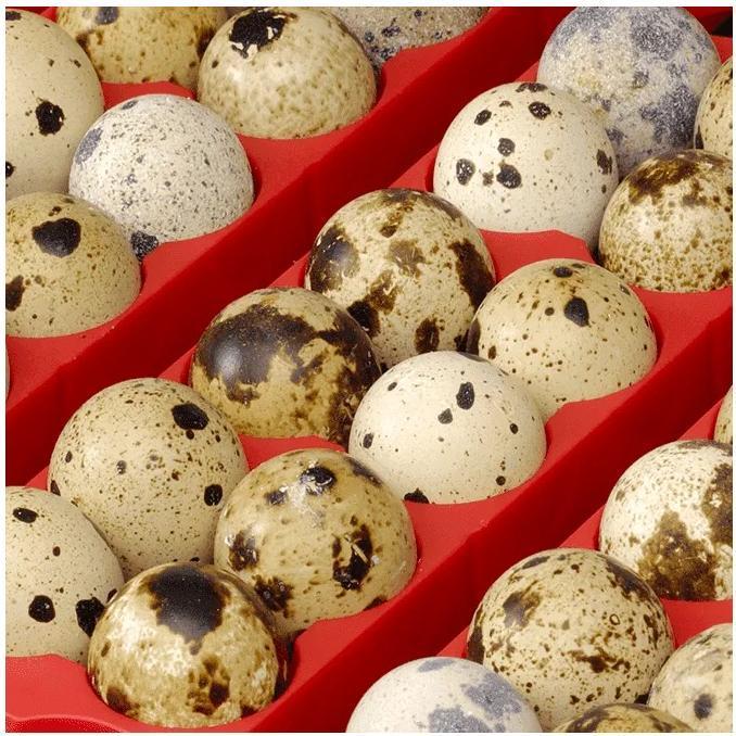 Actual product image River Systems Et Super automatic incubator with egg turner