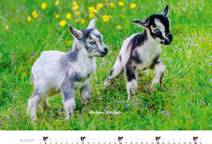 Produktbild Kalender Zwergziegen 2026 (Spezial)