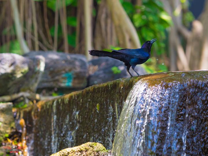 Image du produit Rokinon Téléobjectif 135 mm F2.0 ED UMC (Sony E, APS-C / DX)