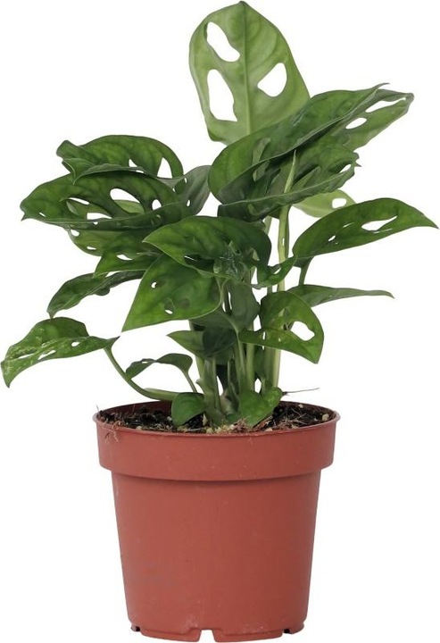 Actual product image Plant in a Box Monstera Monkey Mask - Monkey Mask Plant (30 cm)