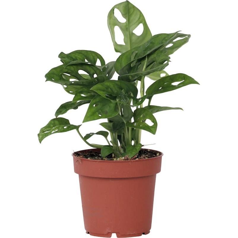 Plant in a Box, Pflanzen, Monstera Monkey Mask - Affenmaskpflanze (30 cm)