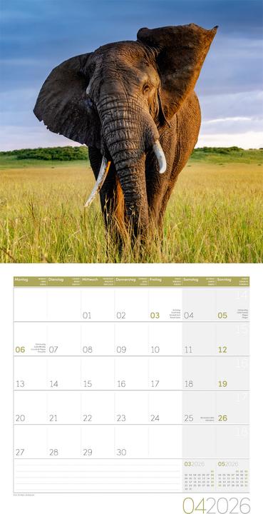 Image du produit Elefanten Kalender 2026 - 30x30 (30 x 30 cm, Couverture rigide, Français, Anglais, Allemand)