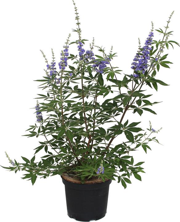 Image du produit Zulauf Mönchspfeffer / Vitex agnus-castus (40 cm)