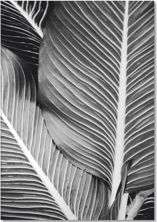 Immagine prodotto Juniqe Foglie tropicali - Foglie & Piante (A5, Punteggiato)