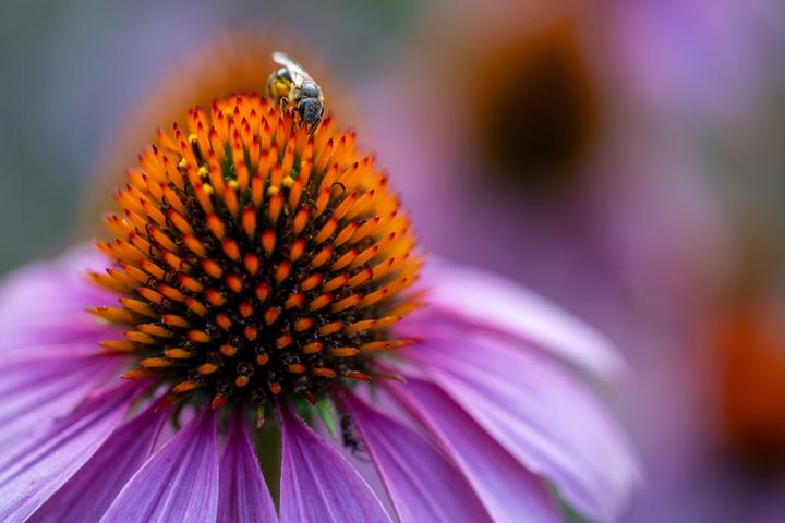 Produktbild Tamron 90mm f/2.8 Di III VC VXD Macro (Sony E, Vollformat)