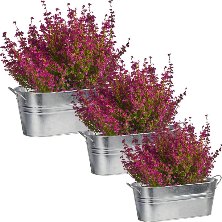 Produktbild Natura Punto 3 Pflanzenkästen aus Zink, oval, mit Henkel, unterschiedliche Grössen
