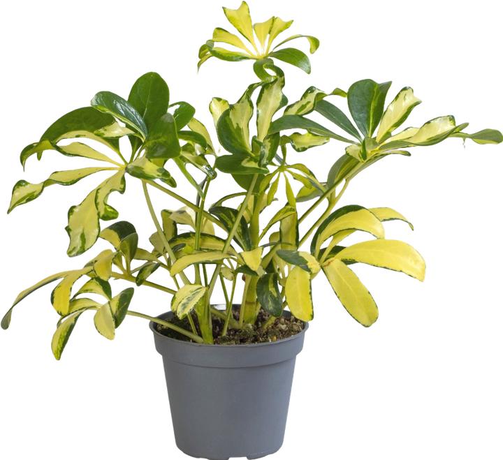 Immagine prodotto Mahaloplants Schefflera arboricola
