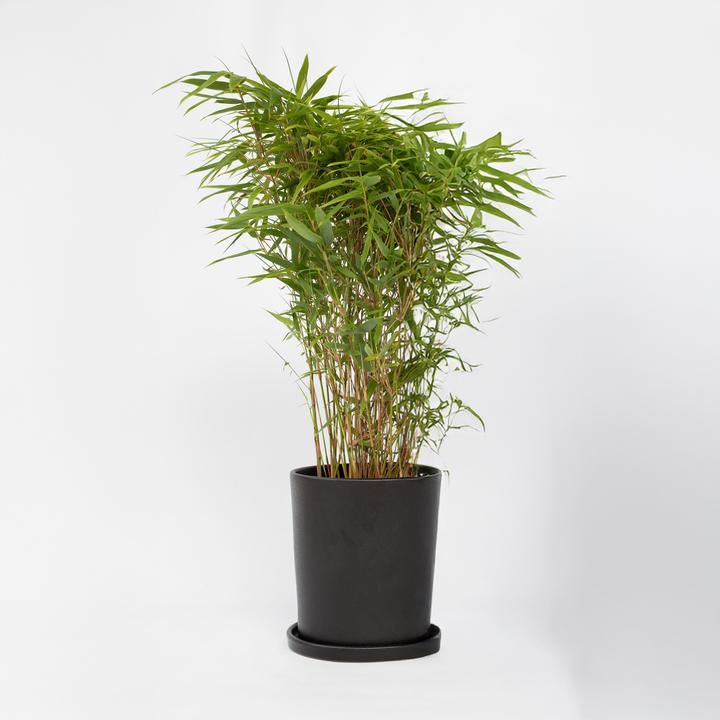 Immagine prodotto Plant in a Box Fargesia nitida 'Gansu' - (50 cm)