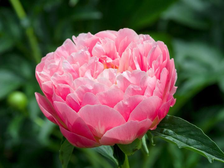 Plant in a Box Paeonia Pink Hawaiian Coral - 2er Set Pfingstrose (10 cm)