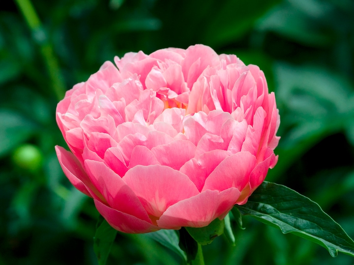 Produktbild Plant in a Box Paeonia Pink Hawaiian Coral - 2er Set Pfingstrose (10 cm)
