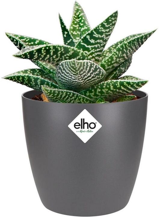 Actual product image Elho Brussels (10 x 10 cm)