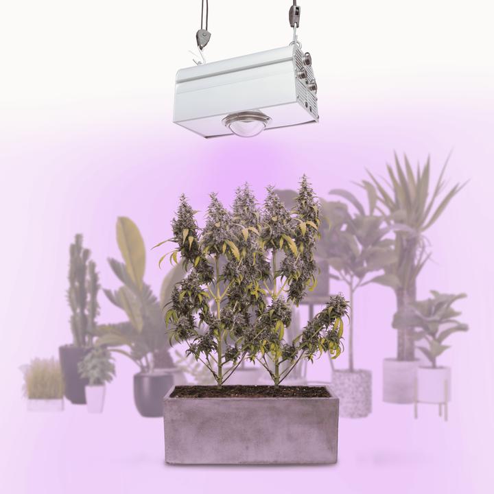 Produktbild Parus by Venso CANNA BULB 150, LED Pflanzenlampe, 150 Watt Pflanzenlicht mit Vollspektrum LED + Infr (LED, 245 V)