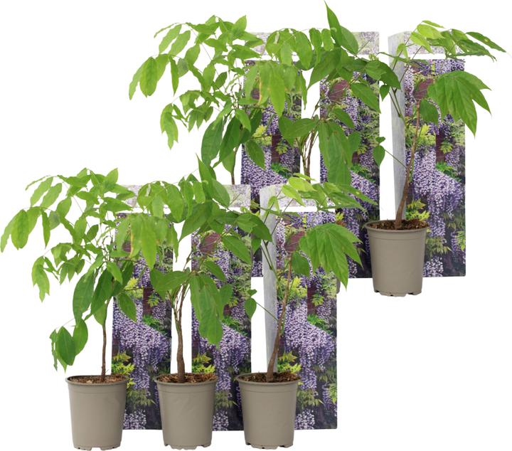 chinesischer baum zimmerpflanze Chinesische Feige Ficus Microcarpa Ginseng Zimmerpflanze Ø23cm main image 0