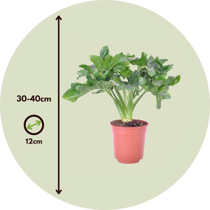 Produktbild Plant in a Box Philodendron bipinnatifidum 'Atom' - 2er Set Fiederspaltiger Baumfreund (30 cm)