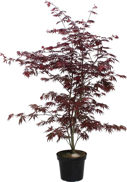 Immagine prodotto Zulauf Japanischer Fächer-Ahorn / Acer palmatum 'Trompenburg' (80 cm)