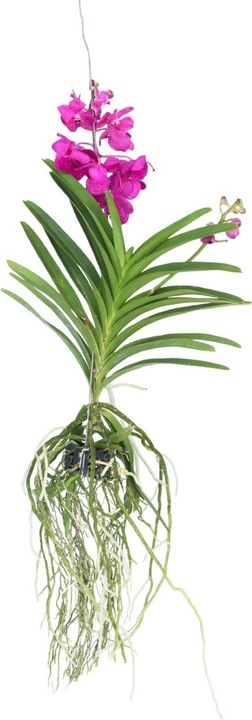 Actual product image Plant in a Box Vanda 'Tayanee Cerise' - Orchid (65 cm)