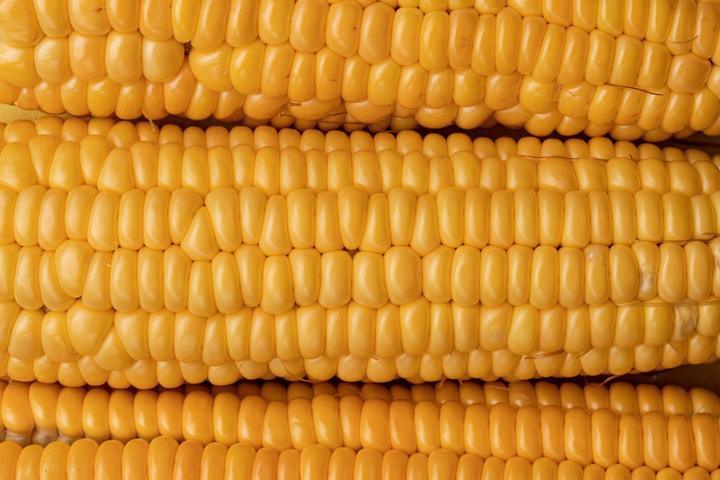 Actual product image Zollinger Bio Sweet corn, Golden Bantam