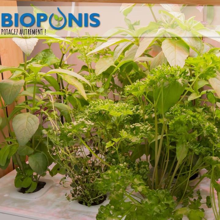 Immagine prodotto Bioponis Gemüsegarten