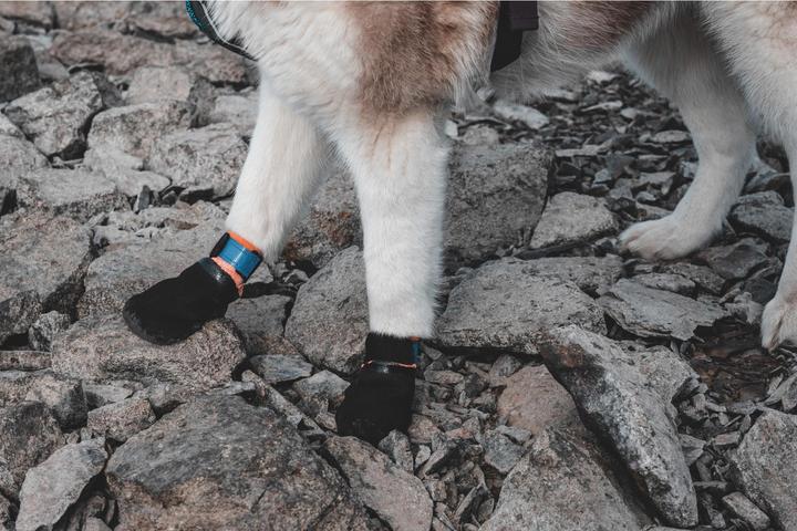 Image du produit Non-Stop Dogwear Protector (M, Chaussures pour chien)