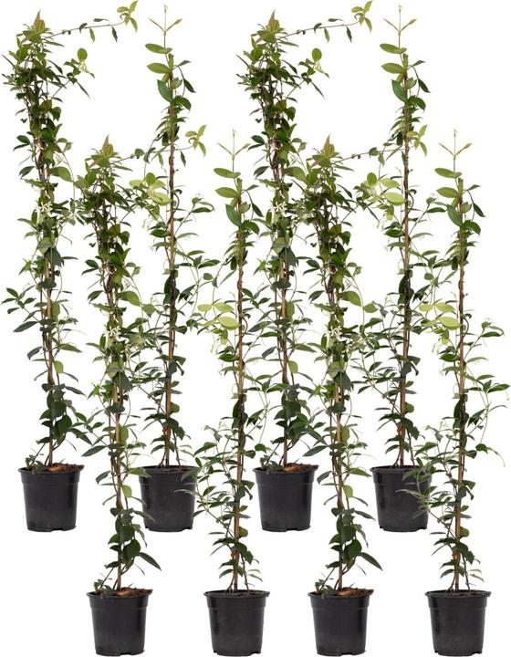 Immagine prodotto Plant in a Box Trachelospermum jasminoides - Sternjasmin (110 cm)
