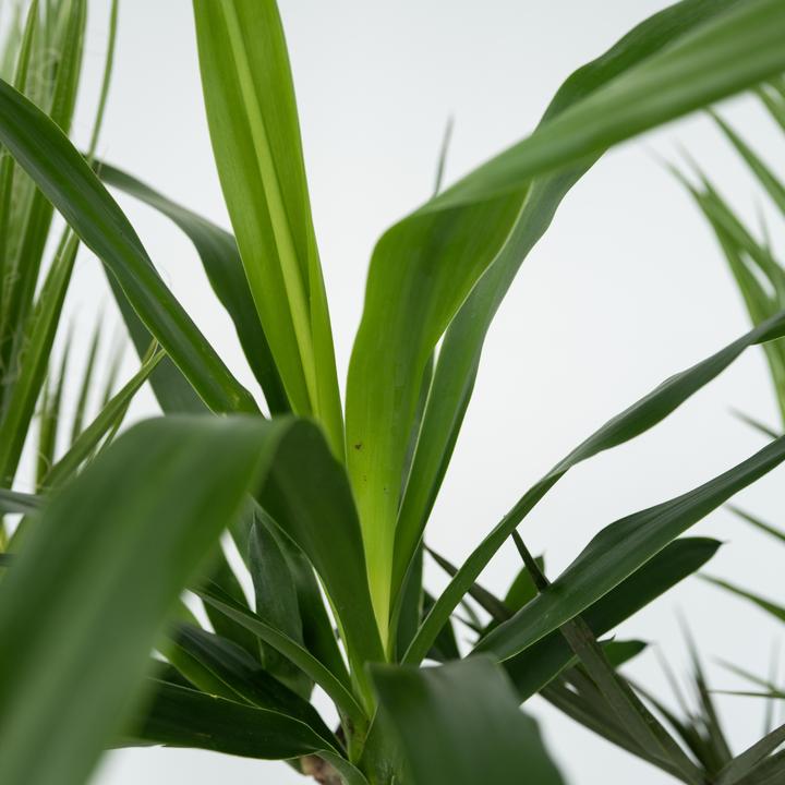 Produktbild Plant in a Box Phoenix canariensis, Yucca Elephantipes, Washingtonia Robusta - 3er Mischung Innenraum Palme + Poko (50 cm)