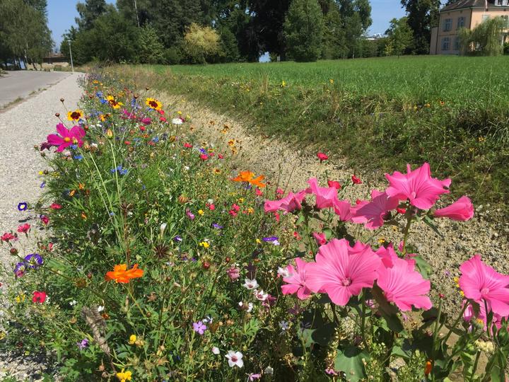 Image du produit Ökohum Bodensee Blütentraum Augenweide (Graines de fleurs)