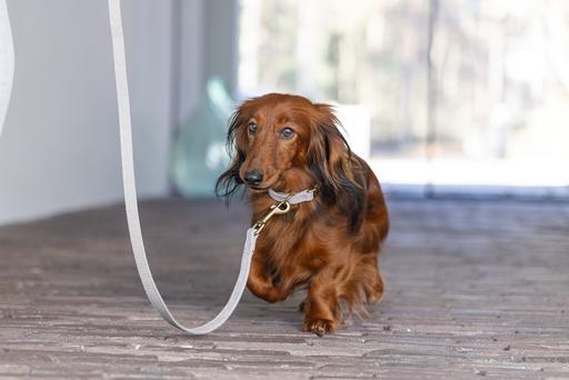 Actual product image Designed by Lotte Velura (40, Dog, General)