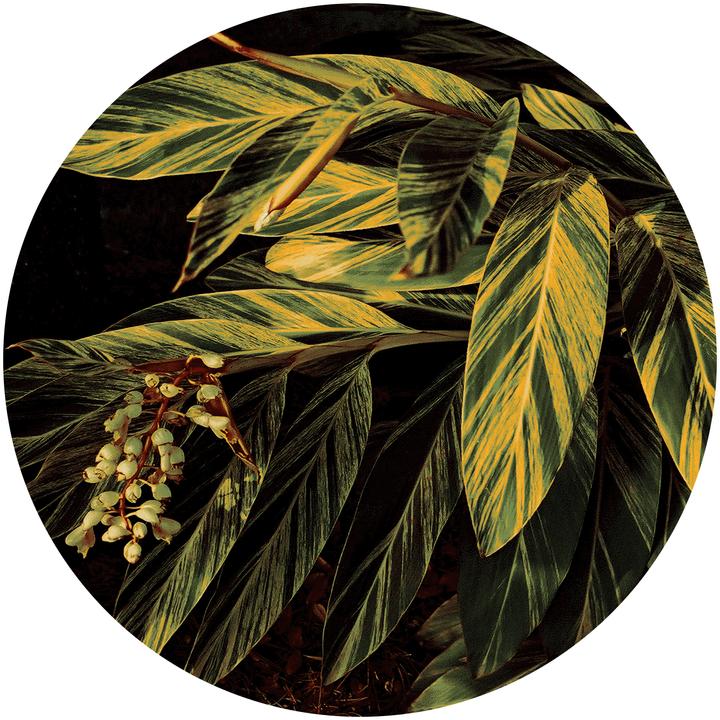 Produktbild Sula Teppich Tropicana 5 (Ø 240 cm)