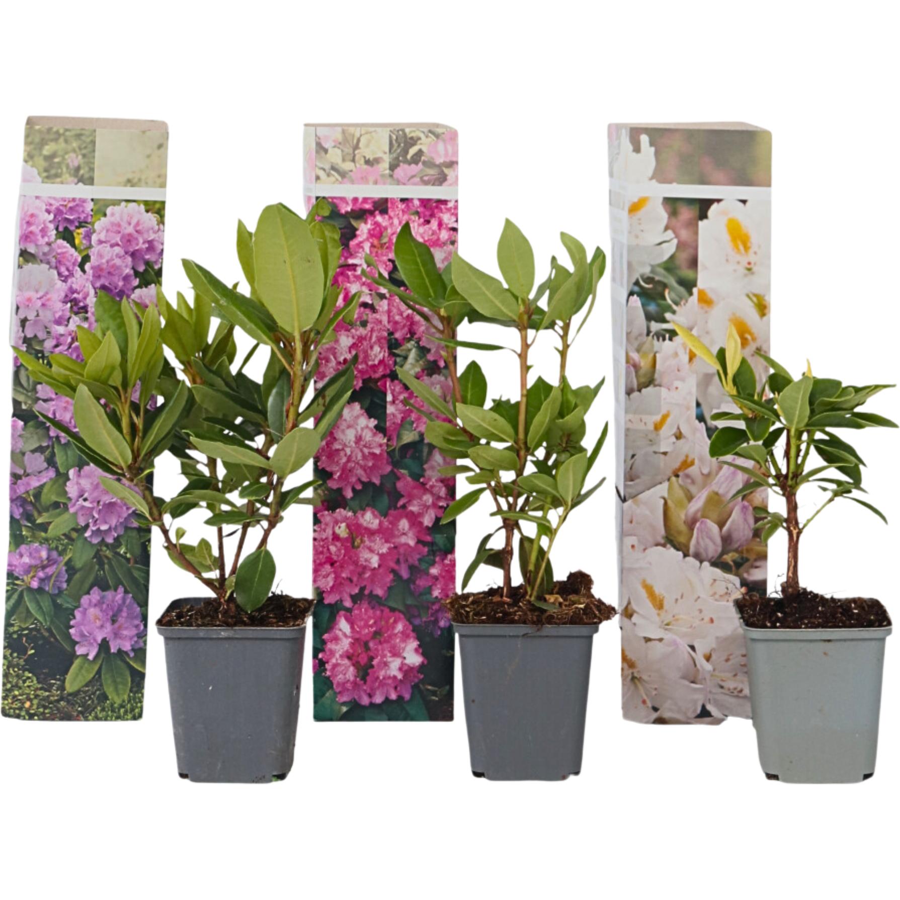 Plant in a Box, Pflanzen, Rhododendron catawbiense purple, Cunningham's White, Elegans Pink - 3er Set Gartenpflanzen (25...