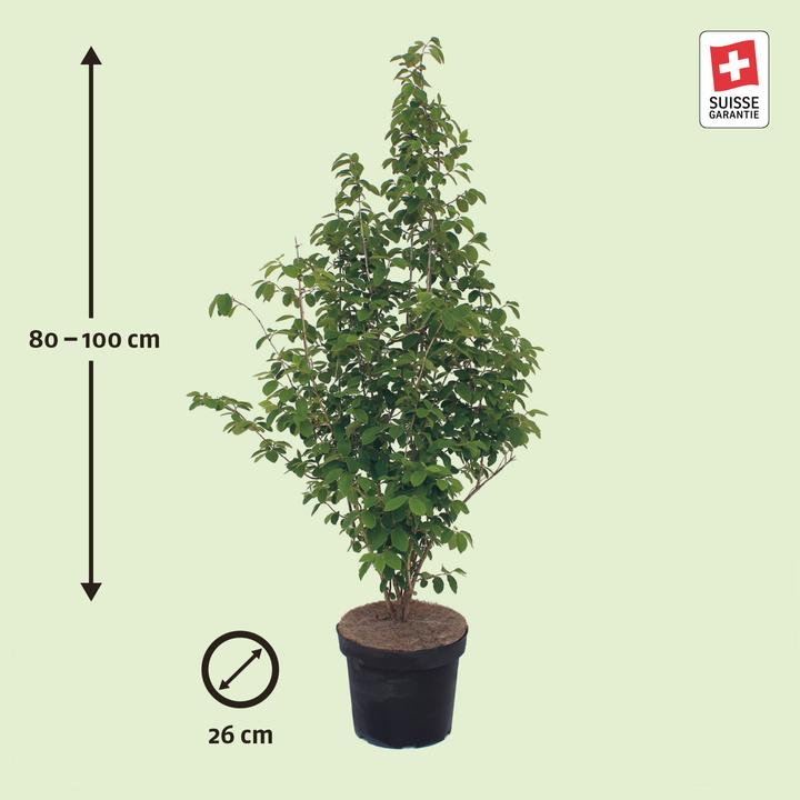 Actual product image Zulauf Rote Heckenkirsche / Lonicera xylosteum (100 cm)