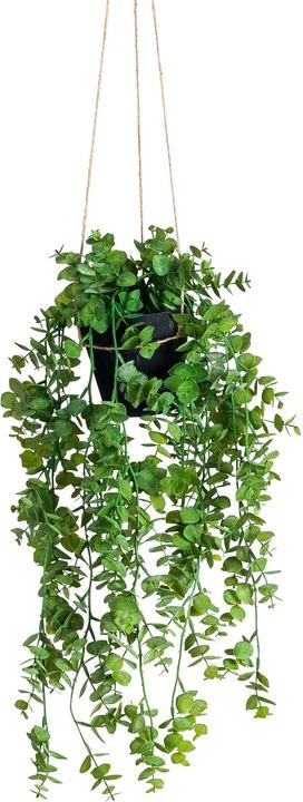 Botanic-Haus Eukalyptus (58 cm)