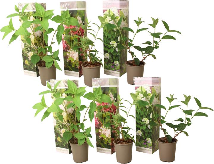 Produktbild Plant in a Box Hortensia Paniculata 'Pink Lady', 'Phantom', 'Silver Dollar' - 6er Set Hortensien (25 cm)