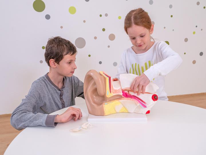 Produktbild Betzold Ohr-Modell