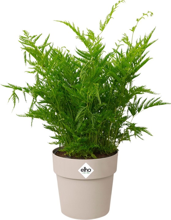 Produktbild Elho b.for original (14 cm)
