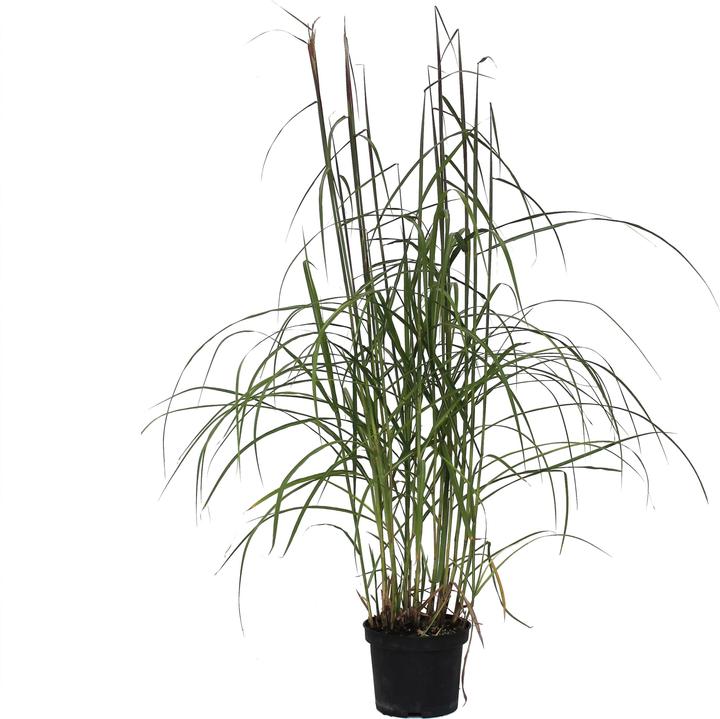 Actual product image Zulauf Maiden grass (40 cm)