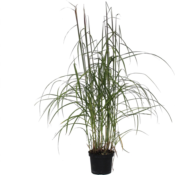 Produktbild Zulauf Chinaschilf / Miscanthus sinensis 'Malepartus' (40 cm)