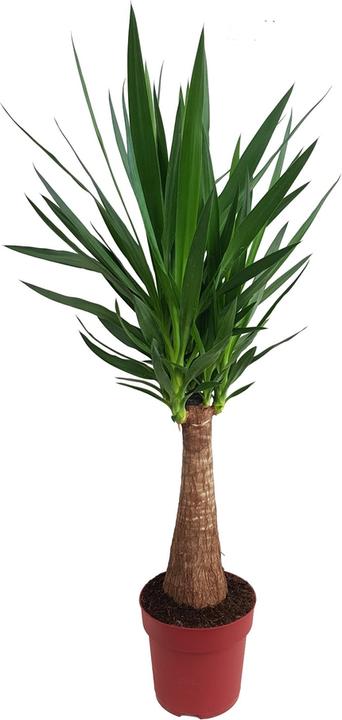 Actual product image Fresca-Plant Yucca Maya Tree 24cm