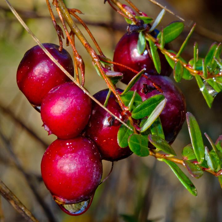 Produktbild Sekoya Cranberry | D-Mannose | Gegen Harnwegsinfektionen (75 Stück, Kapseln)