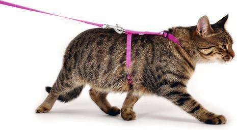 Image du produit Karlie Harnais et laisse Art Sportiv Plus (Chat)
