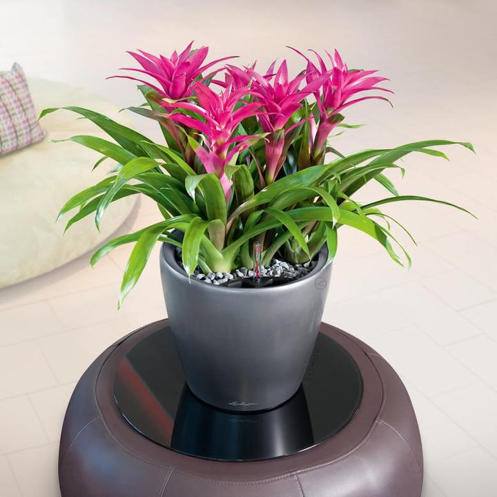 Actual product image Lechuza Classico (36 cm)