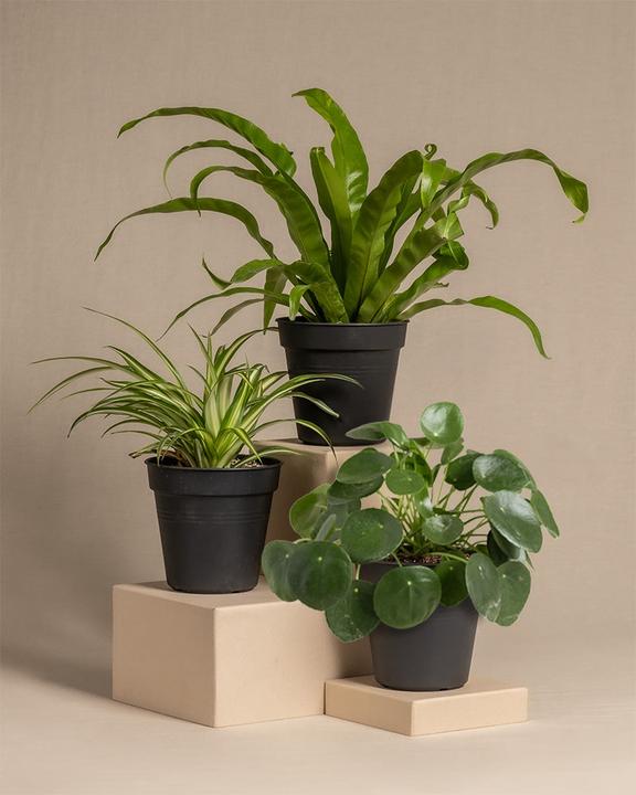 feey Kleines tierfreundliches Pflanzen-Set (20 cm, Frisch umgetopft, Tierfreundlich)