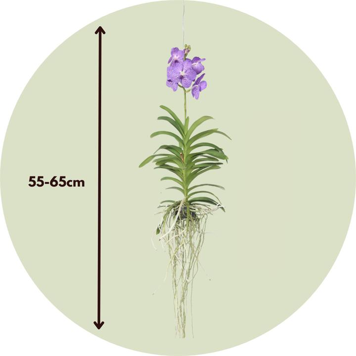 Produktbild Plant in a Box Vanda 'Blue' - Orchidee (60 cm)