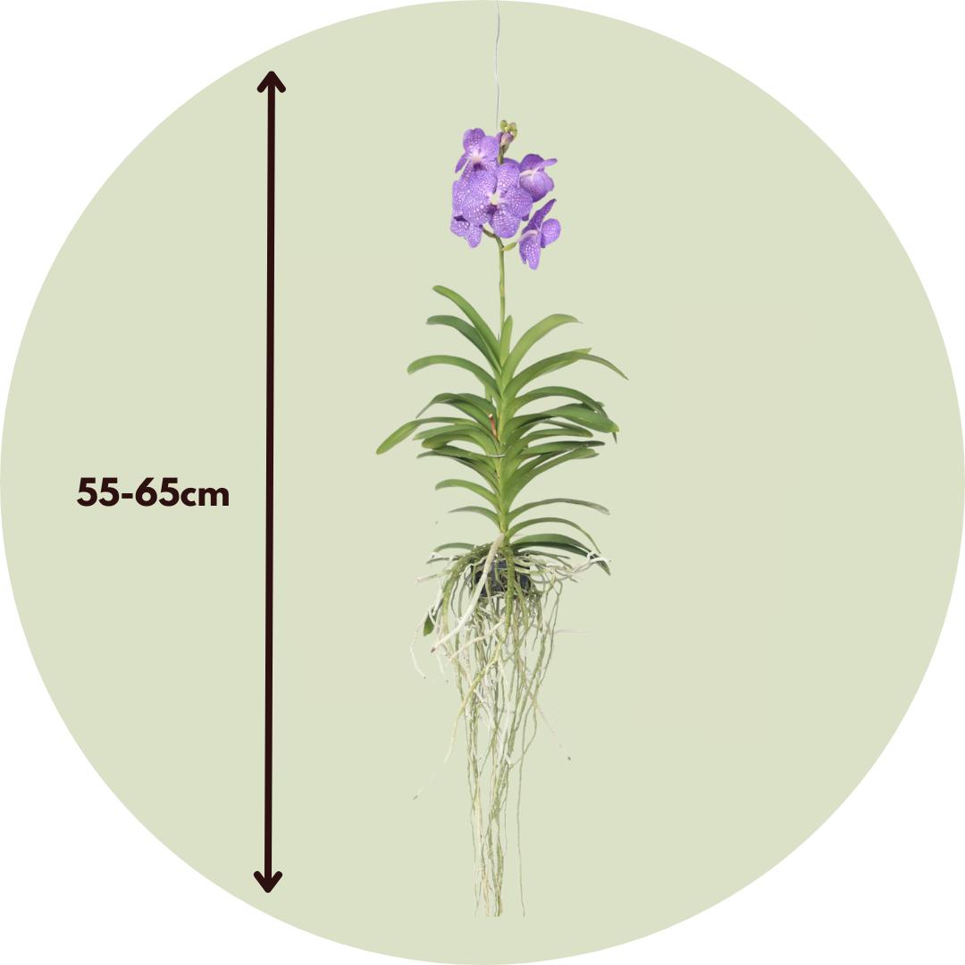 Thumbnail - Plant in a Box, Pflanzen, Vanda 'Blue' - Orchidee (60 cm)