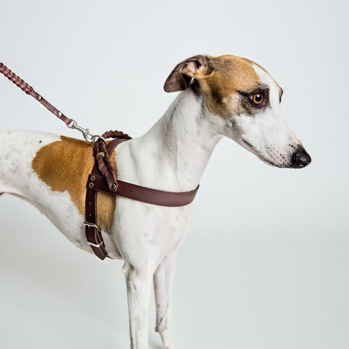 Produktbild Cloud 7 Geschirr Central Park Saddle Brown Echtleder (Hund, Allgemein)