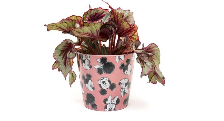 Image du produit Jardinopia Pot de fleurs Eco Pots Micky, rose, lot de 3 (14 cm)