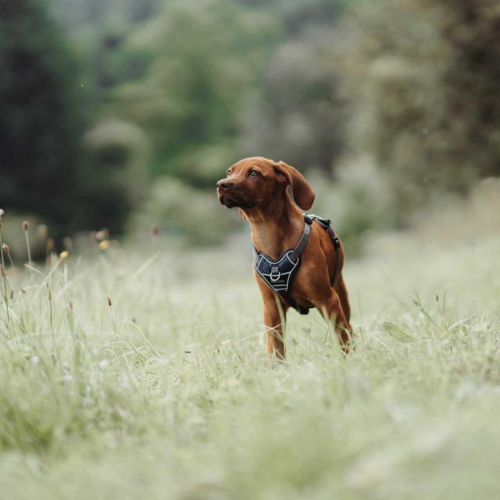 Productafbeelding Hunter Divo servies (L, Hond, Algemeen)