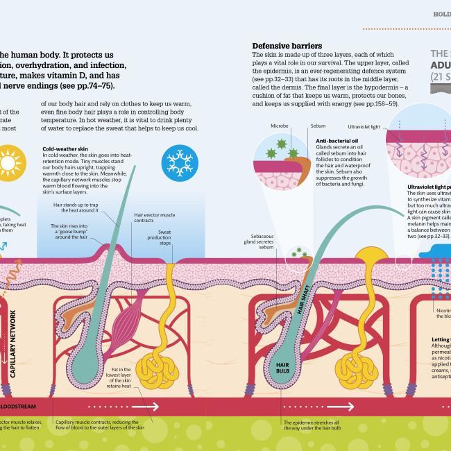 Produktbild How the Body Works (Englisch, DK, 2016)