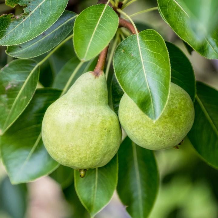 Actual product image Zulauf Dwarf pear (50 cm)
