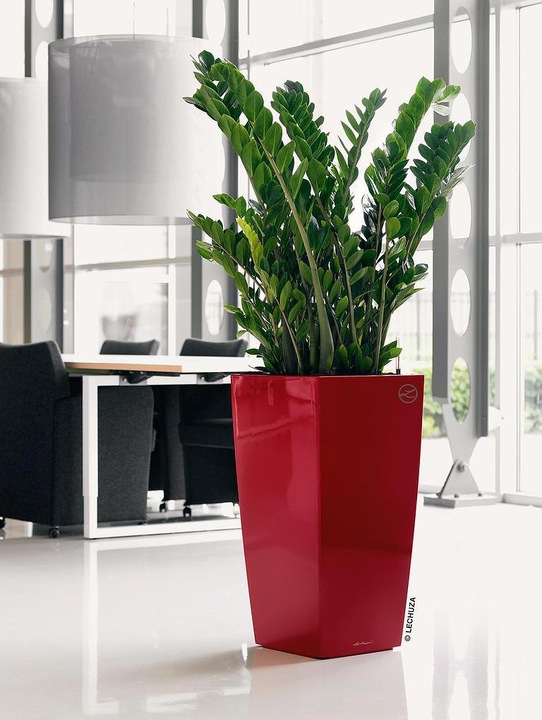 Actual product image Lechuza Cubico (39.50 cm)
