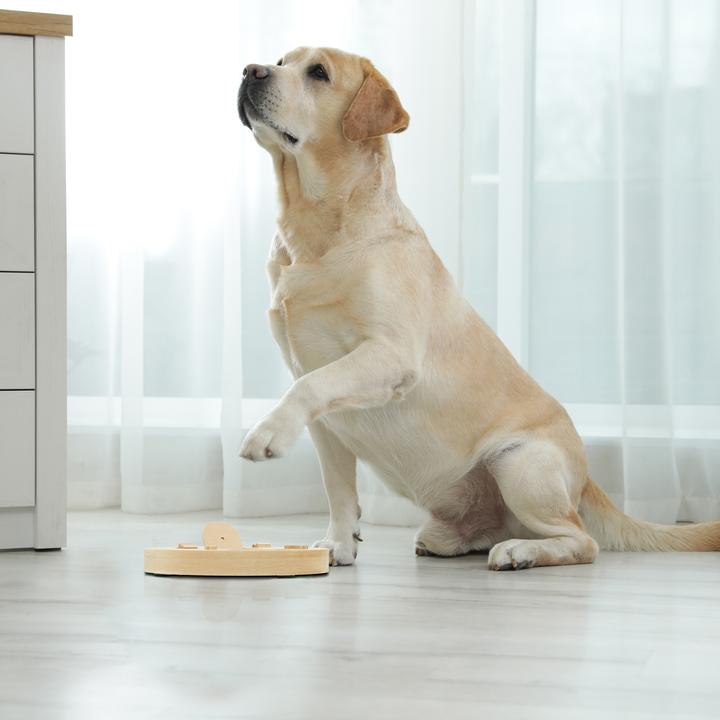 Immagine prodotto Relaxdays Giocattoli di intelligenza (Intelligenza cane toy)